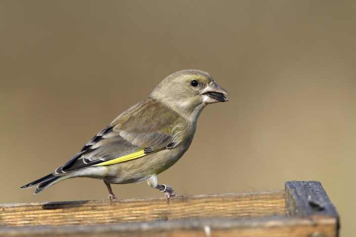 Verdone (Carduelis chloris)